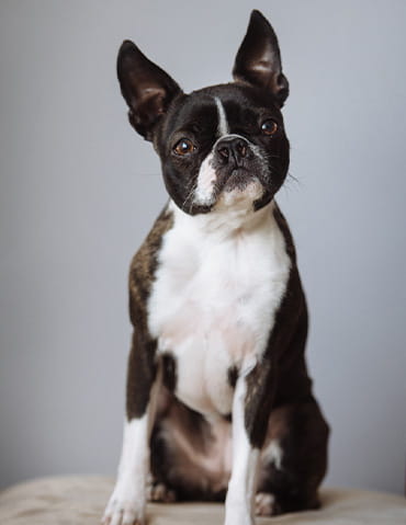 bio-headshot-georigaWard