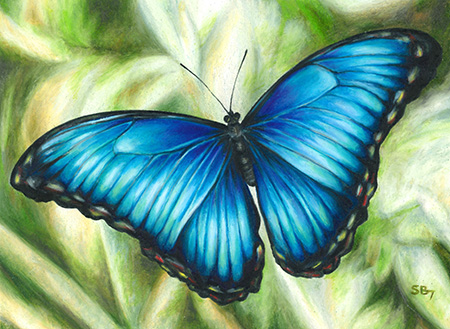 Blue Butterfly