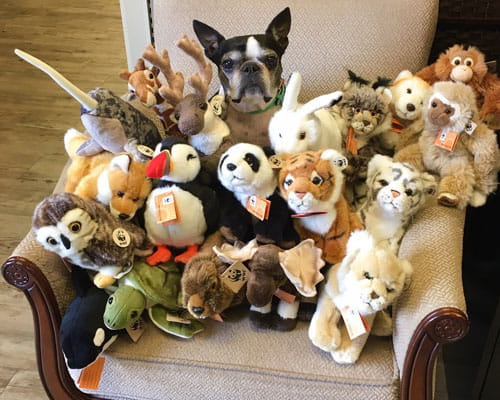 WWF stuffed toys and Olivia the office dog.