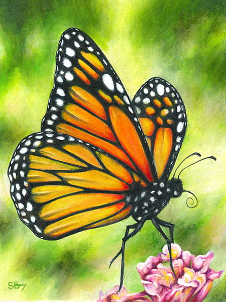 Monarch Butterfly